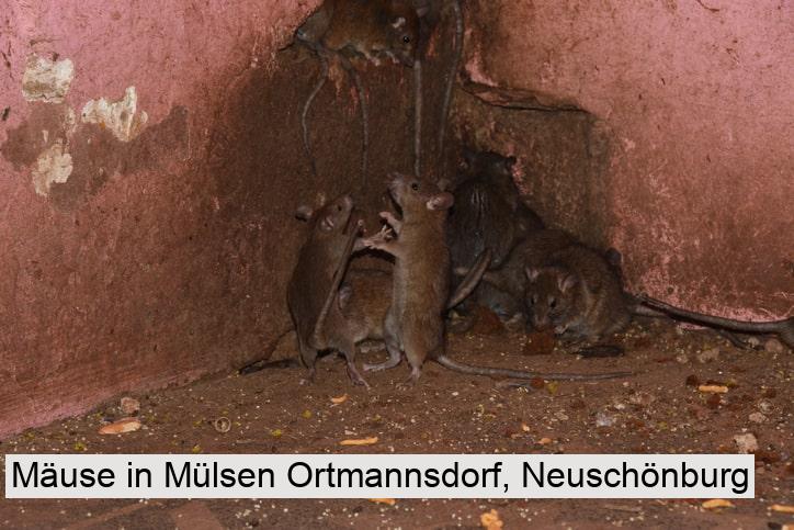 Mäuse in Mülsen Ortmannsdorf, Neuschönburg